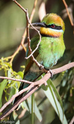 13th Nov 2015 - Curious Rainbow Bee-eater
