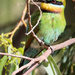 Curious Rainbow Bee-eater by flyrobin