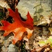 Sam's Week- Leaves 5 by olivetreeann