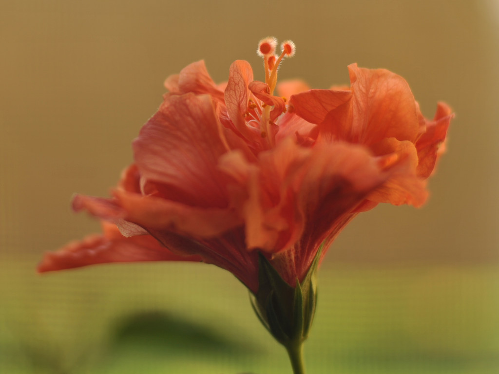 Indoor hibiscus by loweygrace