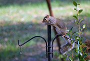 12th Nov 2015 - Squirrel on Feeder