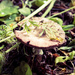 Magic Mushroom by nicolecampbell