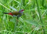 14th Nov 2015 - Red Browed Firetail 