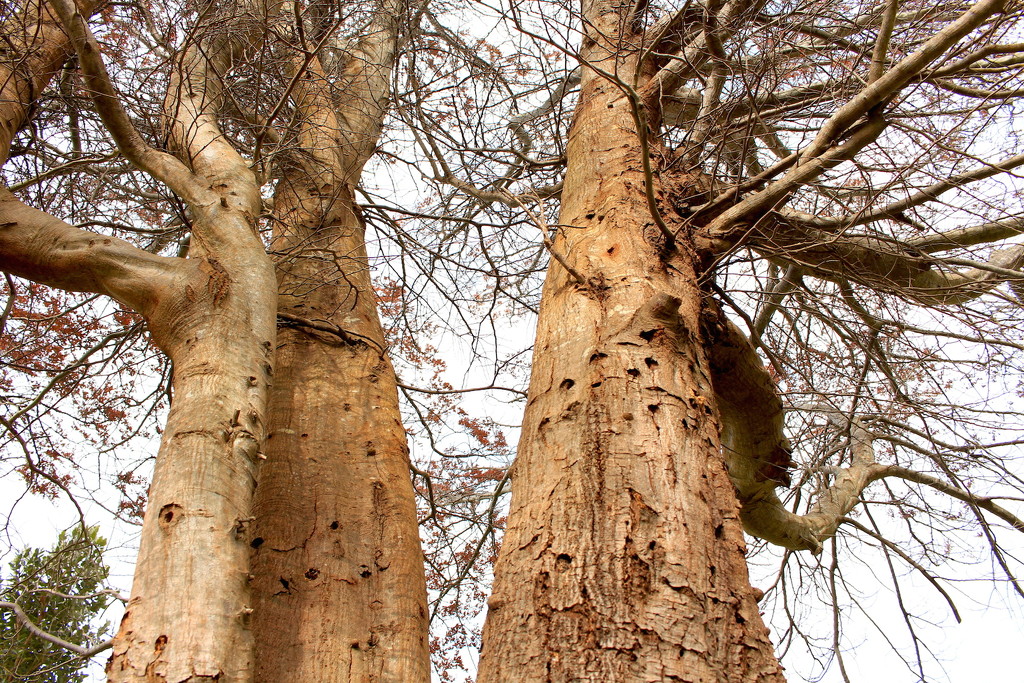 Beech tree's struggle is  almost over by kiwinanna