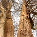 Beech tree's struggle is  almost over by kiwinanna