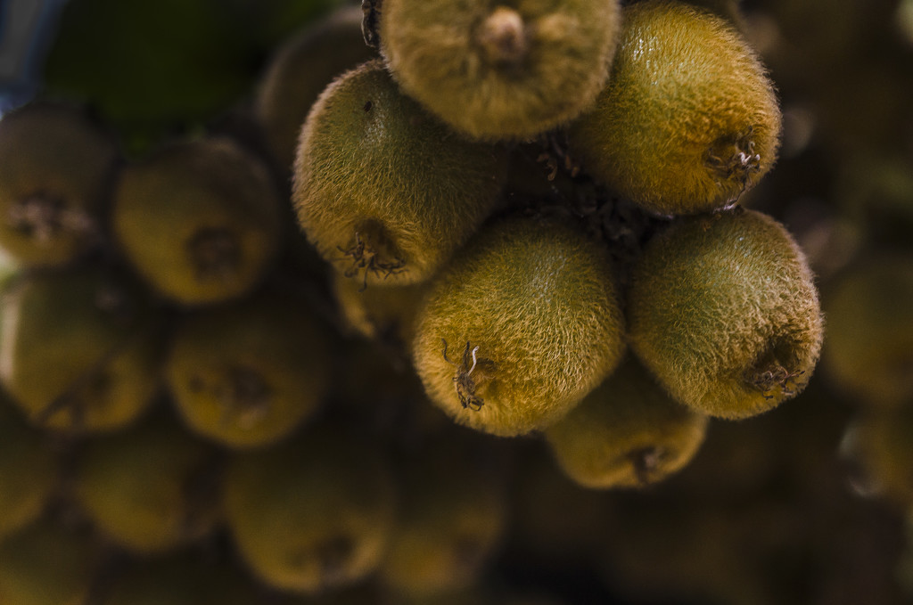 Kiwi Fruits by tonygig