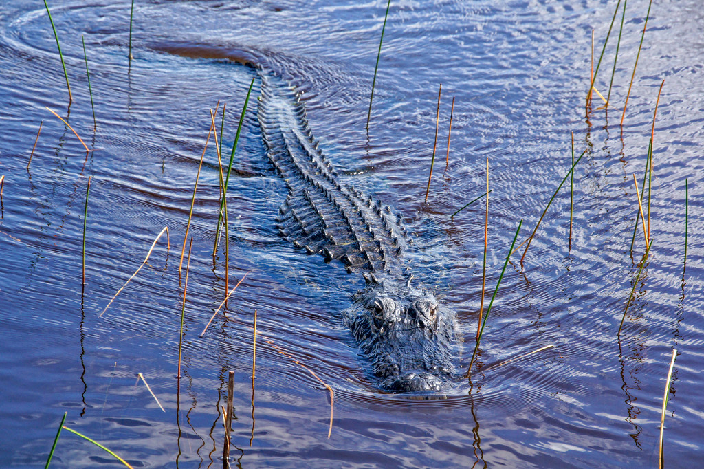 Agitated Gator by danette