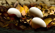 13th Nov 2015 - Sculpted Eggs, Reprocessed