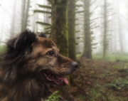 14th Nov 2015 - Cayenne On the Foggy Trail 