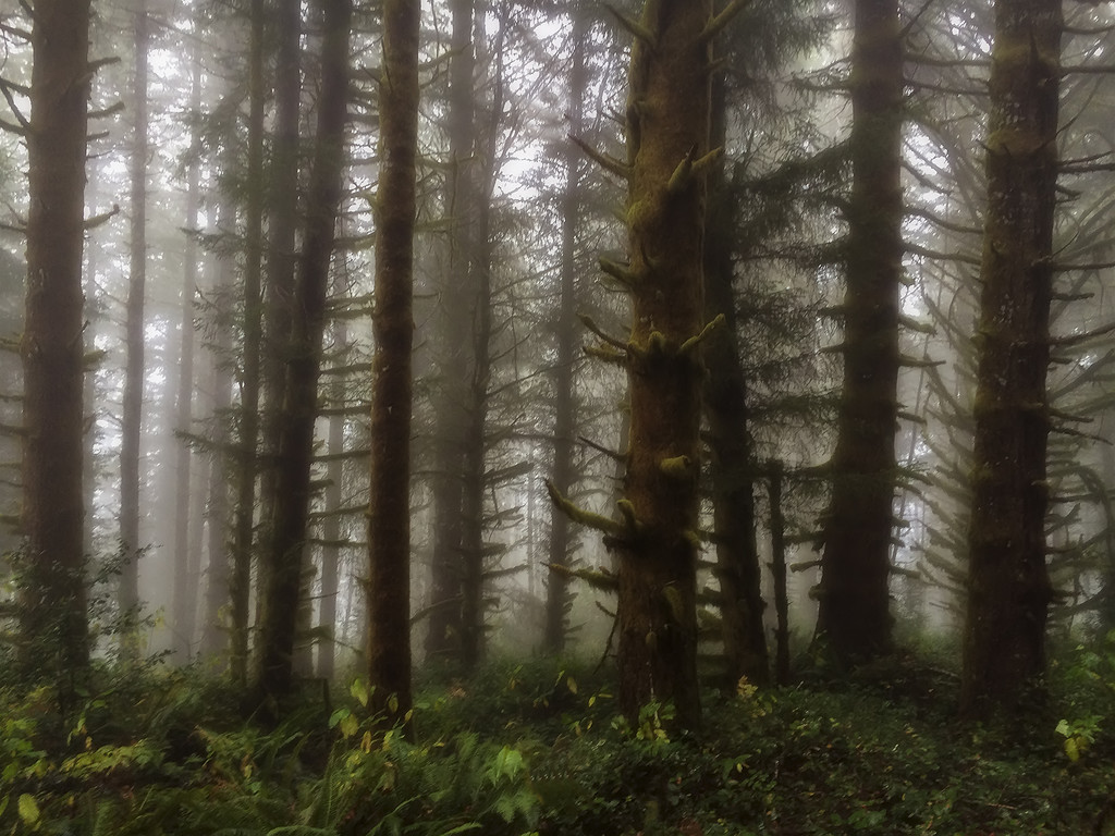 Forest Fog  by jgpittenger