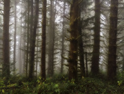 14th Nov 2015 - Forest Fog 