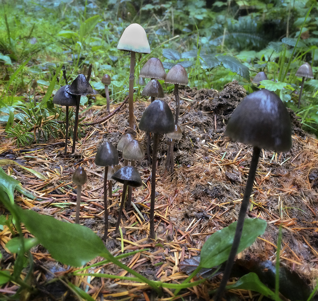 Fungus Garden by jgpittenger