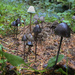 Fungus Garden by jgpittenger