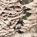 Bracket Fungi by oldjosh