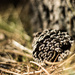 pinecone by aecasey
