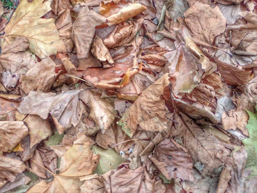 Leaves by mattjcuk