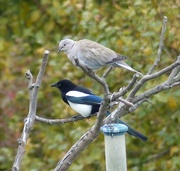 18th Oct 2015 - Collared Dove and Magpie at Rainham Marshes