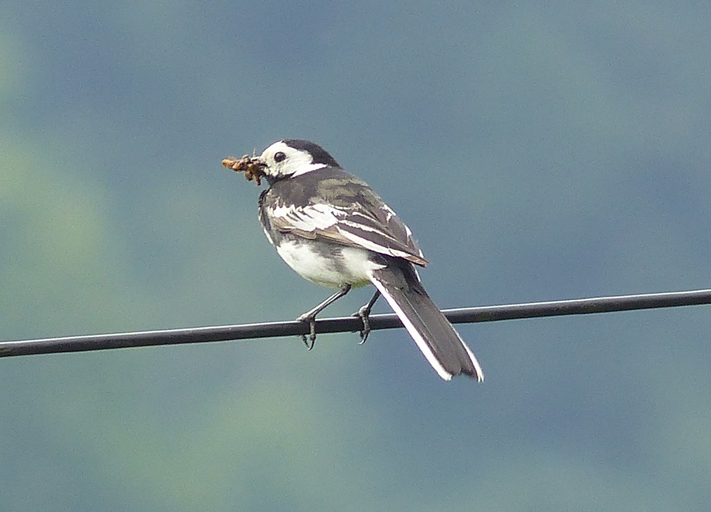 Pied Wagtail by susiemc