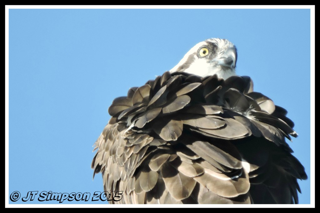 Ruffled Feathers... by soylentgreenpics