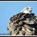 Ruffled Feathers... by soylentgreenpics