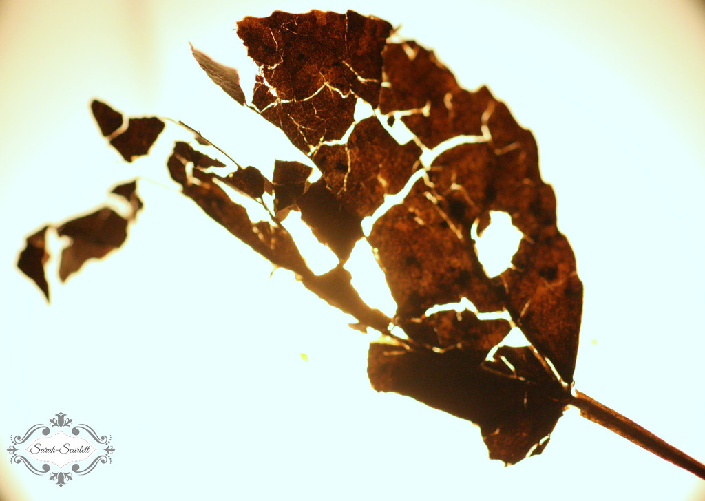 Leaf by sarahlh