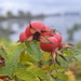 Rose Hips by stephomy