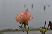 2nd Nov 2015 - Wet Rose
