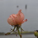 Wet Rose by stephomy