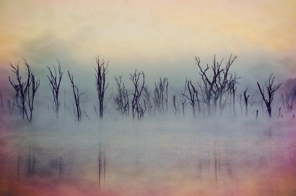 Early Morning Fog by lynnz