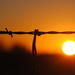 Barbed Wire Sunrise by genealogygenie