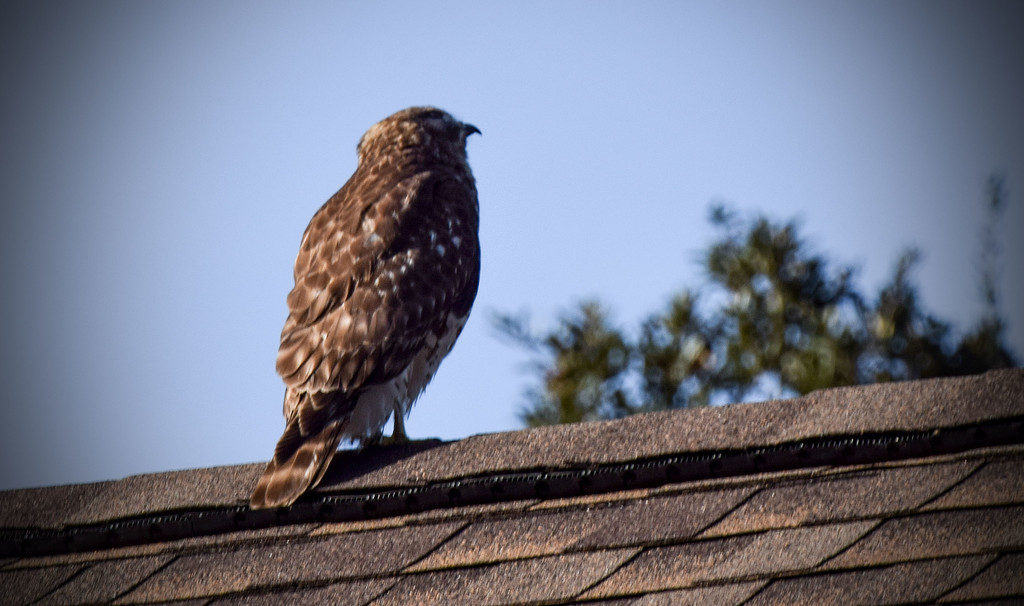 Hawk on the Neighbors Roof by rickster549