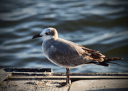 14th Nov 2015 - Seagull on the Pier