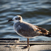 Seagull on the Pier by rickster549