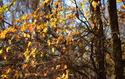 14th Nov 2015 - When The Golden Leaves Begin to Fall