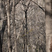 Bare Trees #3752 by lsquared