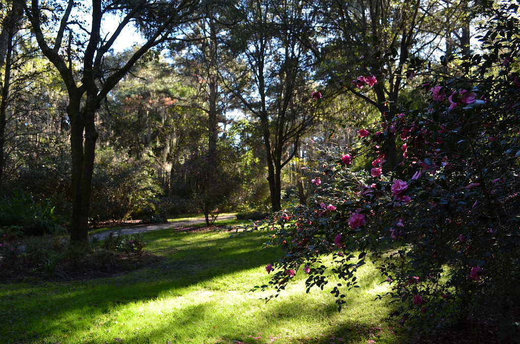 Afternoon light, Magnolia Gardens, Charleston, SC by congaree