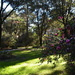 Afternoon light, Magnolia Gardens, Charleston, SC by congaree