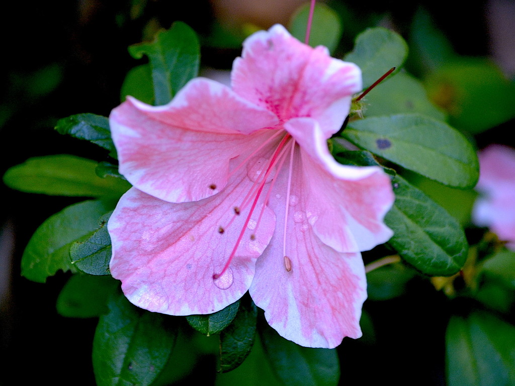 Azalea, Magnolia Gardens, Charleston, SC by congaree