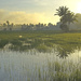Sunrise over rice paddy Kedah by ianjb21