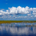 More Everglades by danette