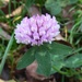 Purple clover by julienne1