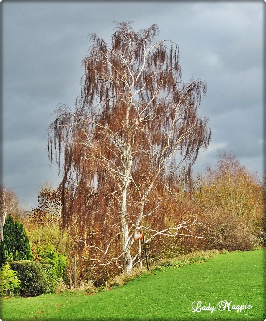 Silver Birch in the storms by ladymagpie