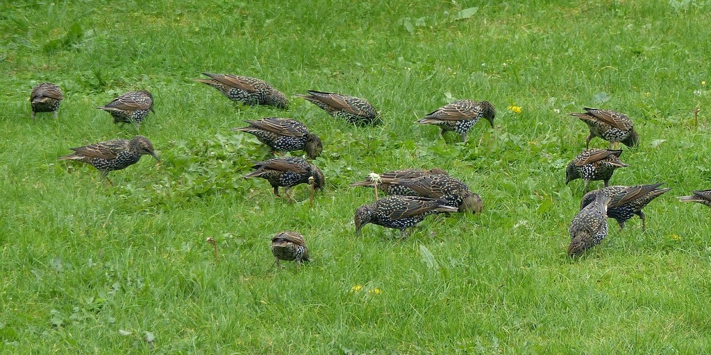 Starlings at Rainham Marshes by susiemc