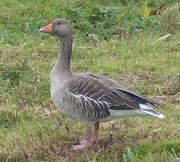 24th Oct 2015 - Greylag Goose at Rainham Marshes