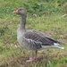 Greylag Goose at Rainham Marshes by susiemc