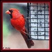 Hello Mr. Cardinal by vernabeth