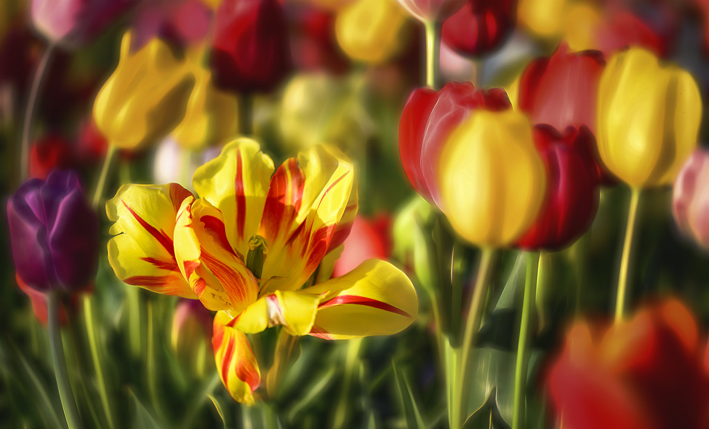 tulips by jgpittenger