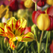 tulips by jgpittenger