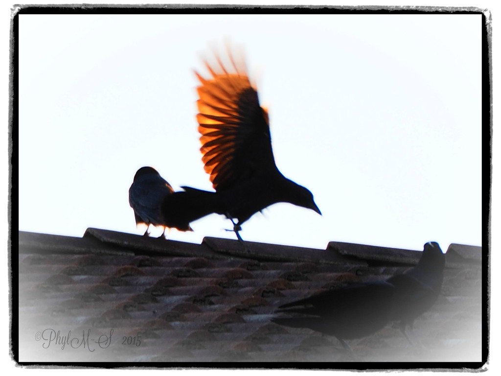 Crows Landing by elatedpixie