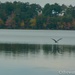 Blue Heron by thewatersphotos